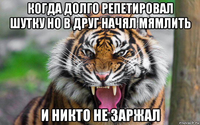 когда долго репетировал шутку но в друг начял мямлить и никто не заржал, Мем ДЕРЗКИЙ ТИГР