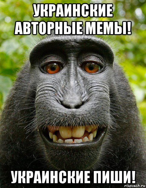 украинские авторные мемы! украинские пиши!, Мем  Довольная обезьяна