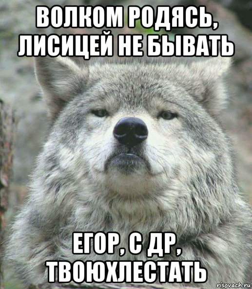 волком родясь, лисицей не бывать егор, с др, твоюхлестать, Мем    Гордый волк