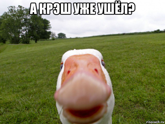 а крэш уже ушёл? , Мем гусь