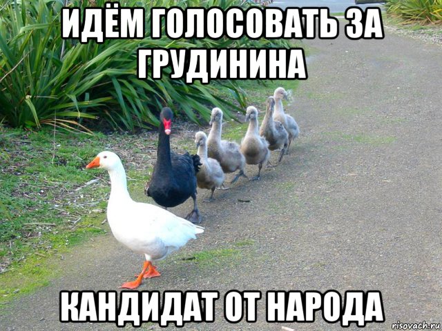 идём голосовать за грудинина кандидат от народа, Мем Гуси