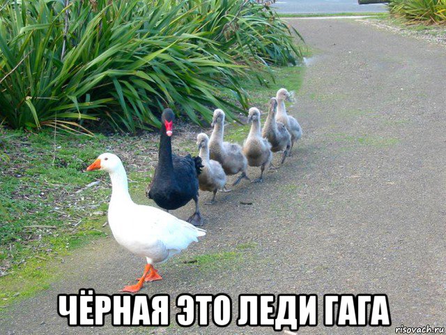  чёрная это леди гага, Мем Гуси