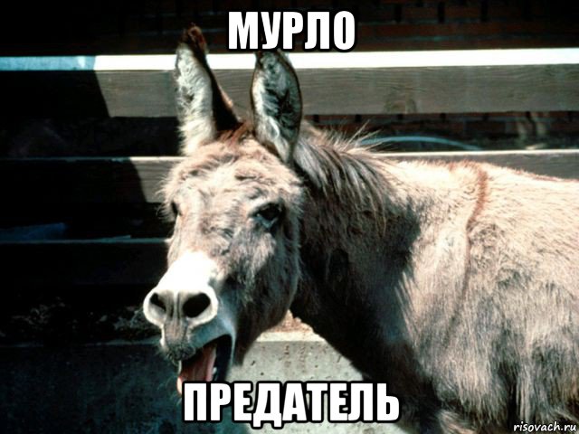 мурло предатель