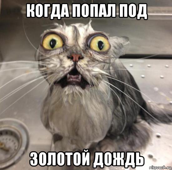 когда попал под золотой дождь, Мем К