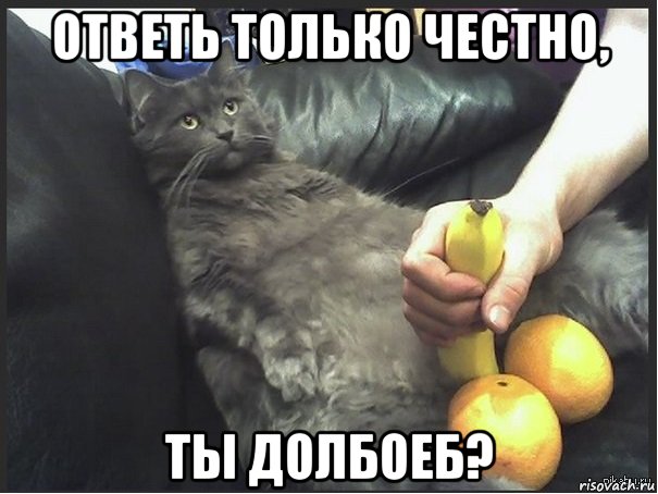ответь только честно, ты долбоеб?, Мем Катейка ахуел