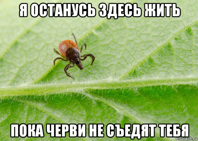 я останусь здесь жить пока черви не съедят тебя, Мем Клещ