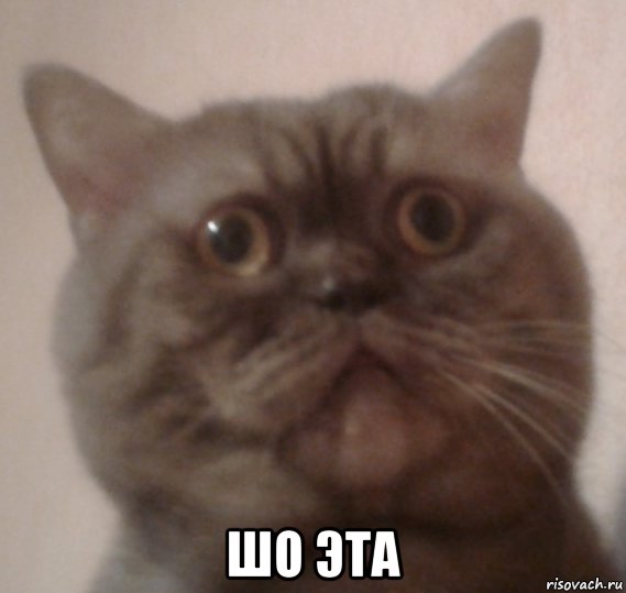  шо эта, Мем Кот Феля