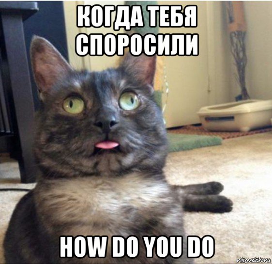 когда тебя споросили how do you do, Мем   Кот завис