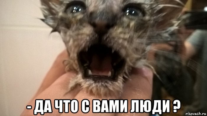  - да что с вами люди ?, Мем Кот