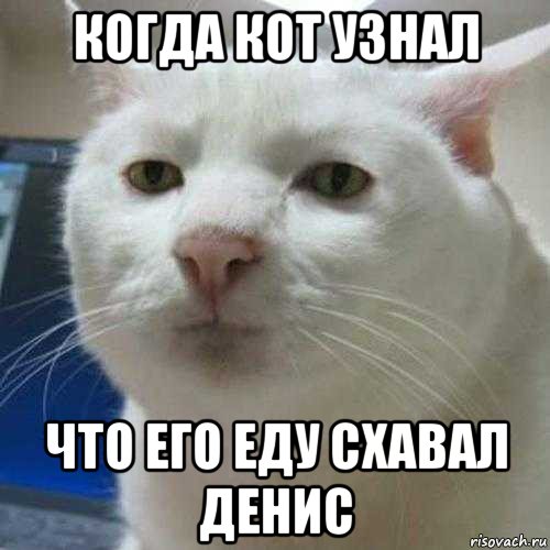 когда кот узнал что его еду схавал денис