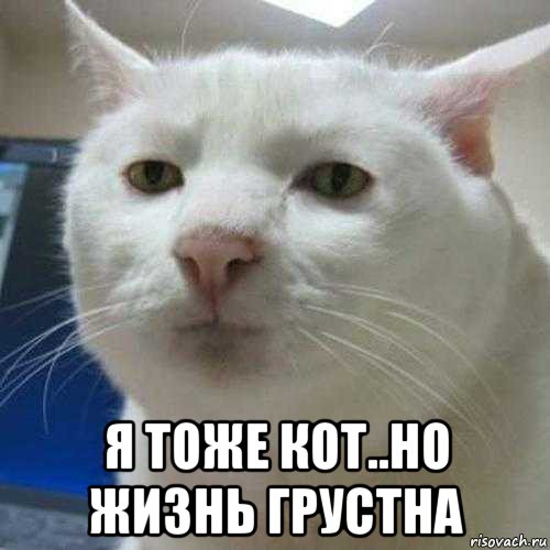  я тоже кот..но жизнь грустна