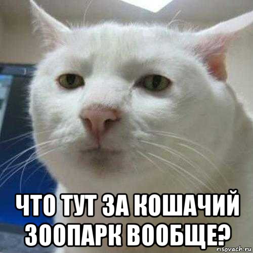  что тут за кошачий зоопарк вообще?