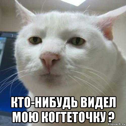  кто-нибудь видел мою когтеточку ?