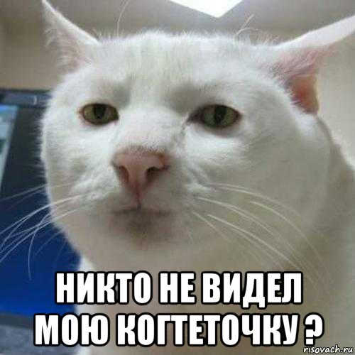  никто не видел мою когтеточку ?
