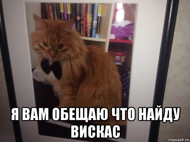  я вам обещаю что найду вискас, Мем Кота агент