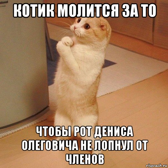 котик молится за то чтобы рот дениса олеговича не лопнул от членов, Мем  котэ молится