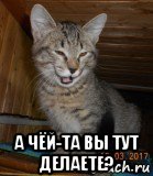  а чëй-та вы тут делаете?, Мем Kotik
