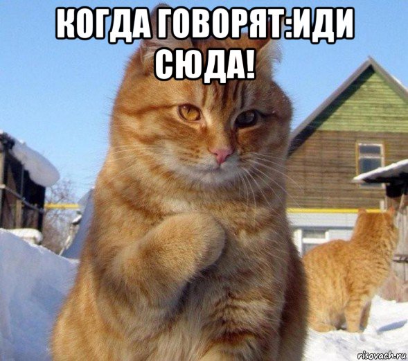 когда говорят:иди сюда! , Мем Котик