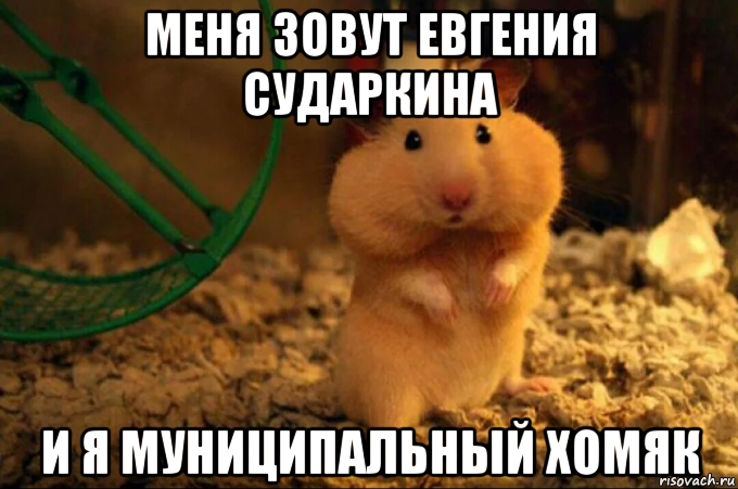 меня зовут евгения сударкина и я муниципальный хомяк, Мем М
