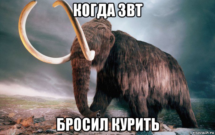 когда звт бросил курить, Мем Мамонт