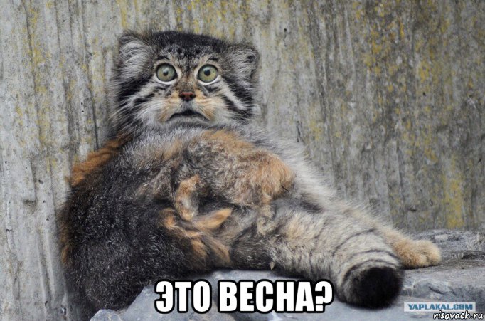  это весна?, Мем Manul