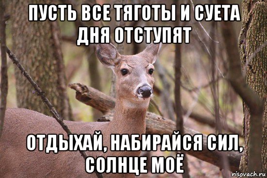 пусть все тяготы и суета дня отступят отдыхай, набирайся сил, солнце моё, Мем Наивная олениха