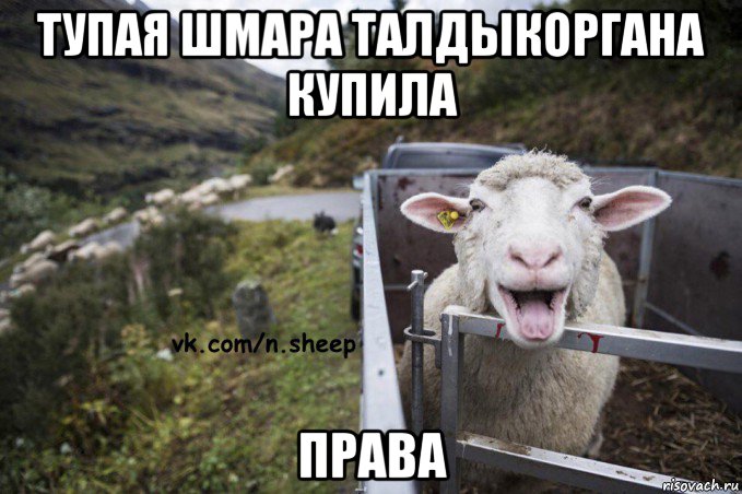 тупая шмара талдыкоргана купила права