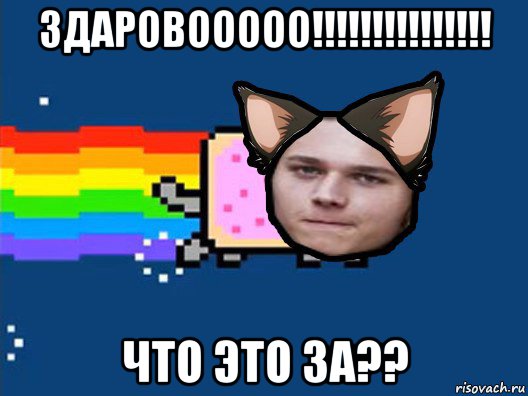 здаровооооо!!!!!!!!!!!!!!! что это за??, Мем Нян Кэт в Реальной Жизни