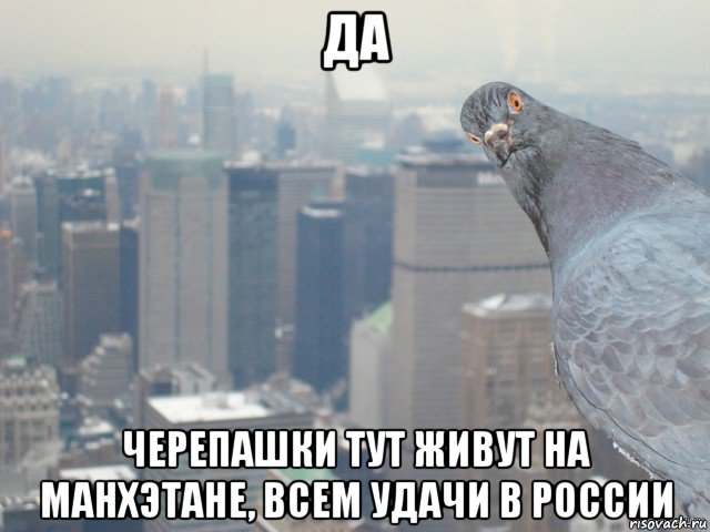 да черепашки тут живут на манхэтане, всем удачи в россии, Мем Nyc bird