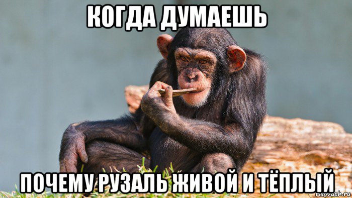 когда думаешь почему рузаль живой и тёплый, Мем Обезьяна задумалась