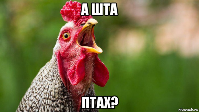 а шта птах?