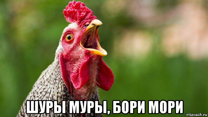  шуры муры, бори мори