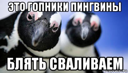 это гопники пингвины блять сваливаем