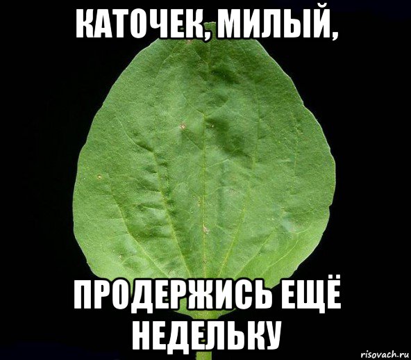каточек, милый, продержись ещё недельку