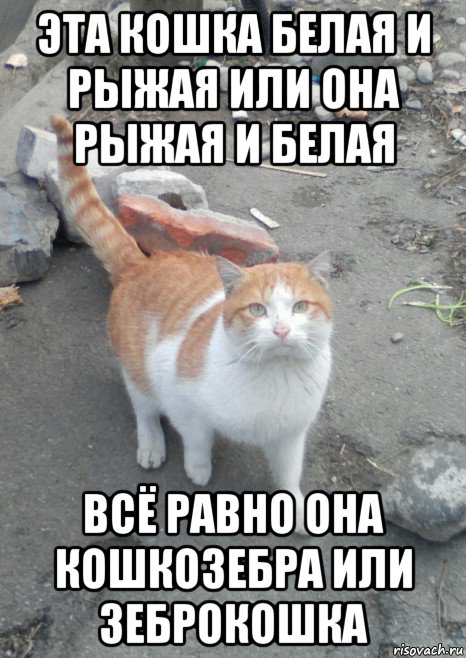 эта кошка белая и рыжая или она рыжая и белая всё равно она кошкозебра или зеброкошка, Мем Рыже-белая кошка