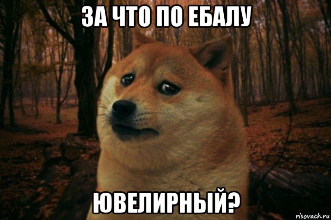 за что по ебалу ювелирный?, Мем SAD DOGE