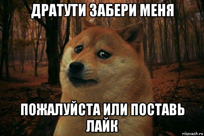 дратути забери меня пожалуйста или поставь лайк, Мем SAD DOGE