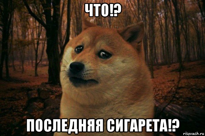 что!? последняя сигарета!?, Мем SAD DOGE