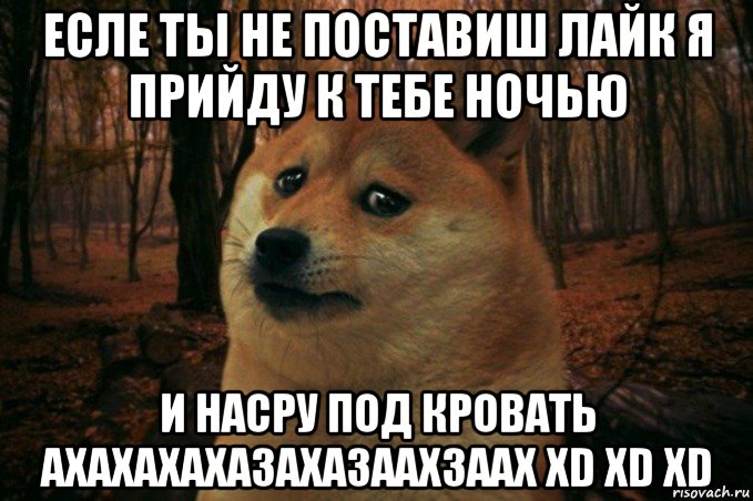 есле ты не поставиш лайк я прийду к тебе ночью и насру под кровать ахахахахазахазаахзаах xd xd xd, Мем SAD DOGE