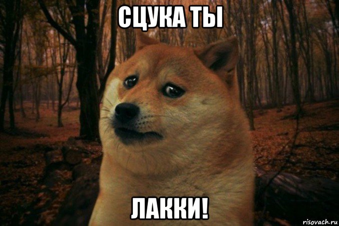 сцука ты лакки!, Мем SAD DOGE