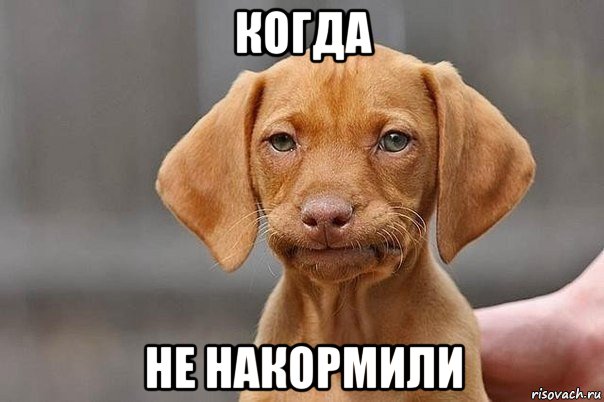 когда не накормили