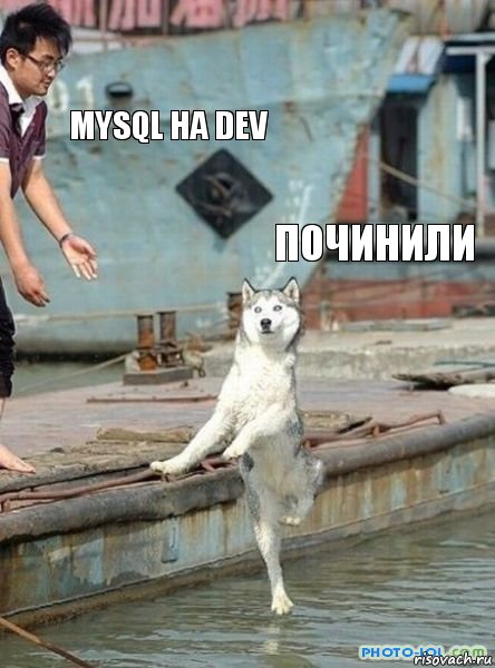 MYSQL на DEV Починили, Комикс   собака я должен танцевать