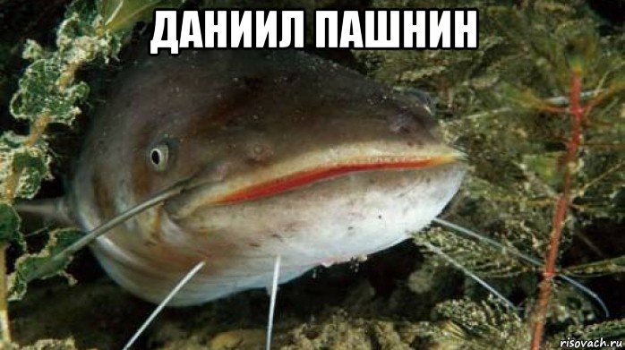 даниил пашнин , Мем Сома