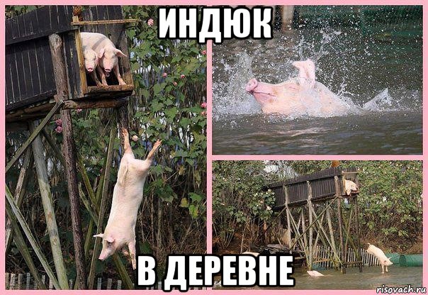 индюк в деревне, Мем Свиньи