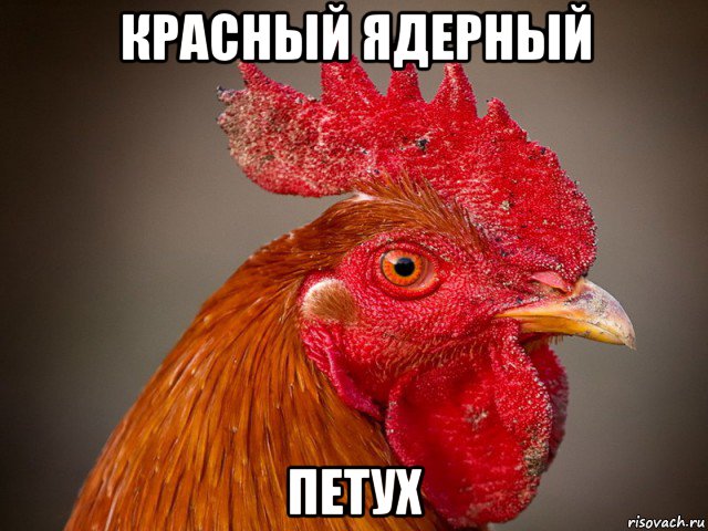 красный ядерный петух