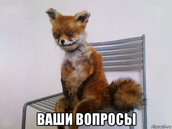  ваши вопросы, Мем Упоротый лис