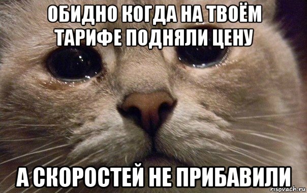 обидно когда на твоём тарифе подняли цену а скоростей не прибавили, Мем   В мире грустит один котик