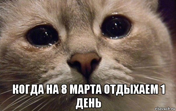  когда на 8 марта отдыхаем 1 день, Мем   В мире грустит один котик