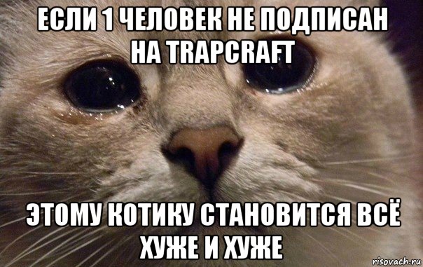 если 1 человек не подписан на trapcraft этому котику становится всё хуже и хуже, Мем   В мире грустит один котик