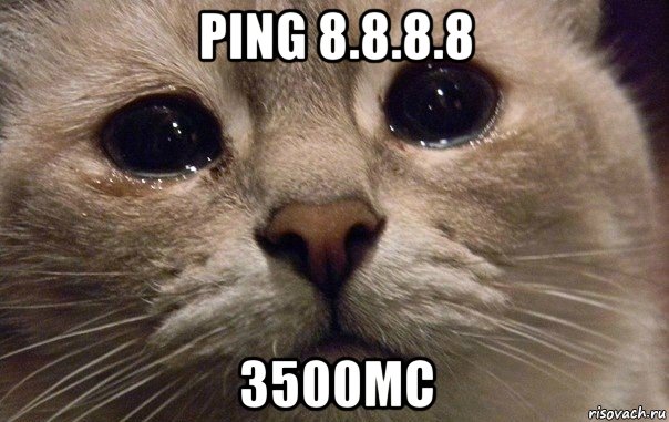 ping 8.8.8.8 3500мс, Мем   В мире грустит один котик